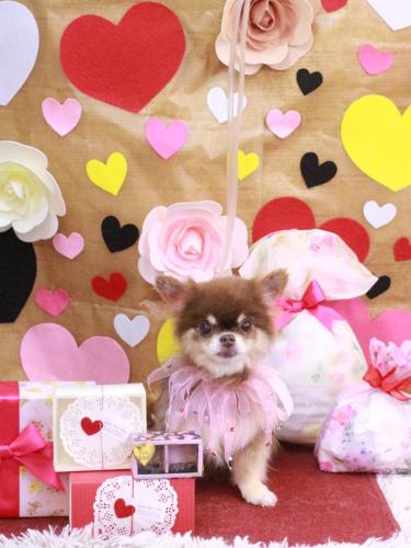 20230209エリザベスちゃん